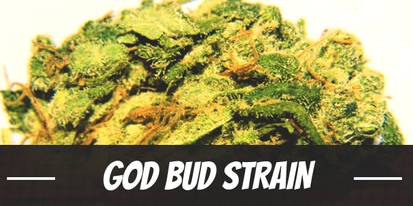 God Bud Strain