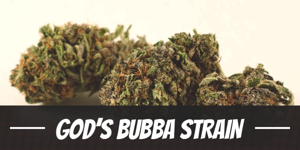 God’s Bubba Strain