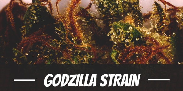 Godzilla Strain