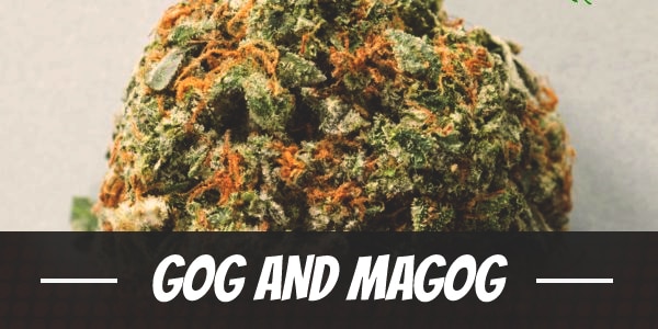 Gog And Magog