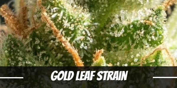 Gold Leaf cannabis Strain