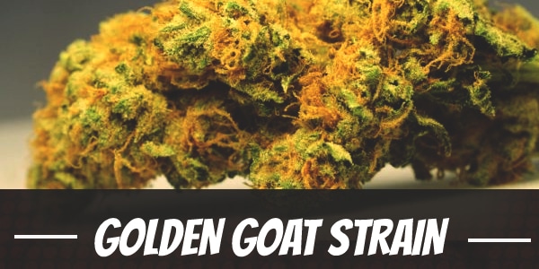 Golden Goat Strain