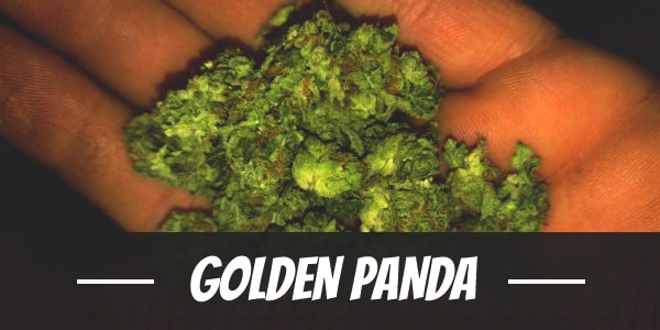 Golden Panda