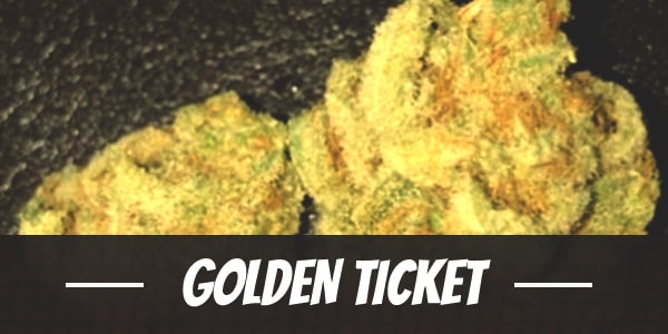 Golden Ticket