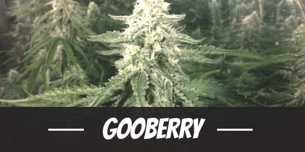 Gooberry