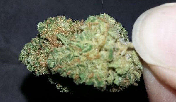 Good Medicine Strain Medical