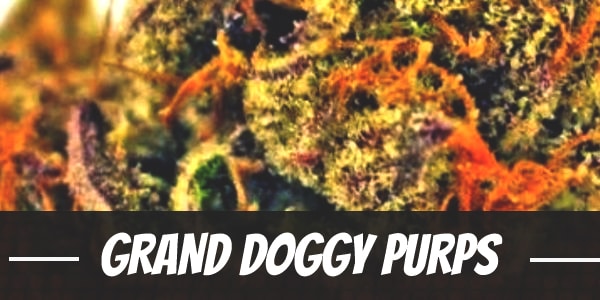 Grand Doggy Purps