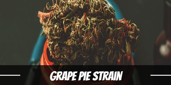 Grape Pie Strain