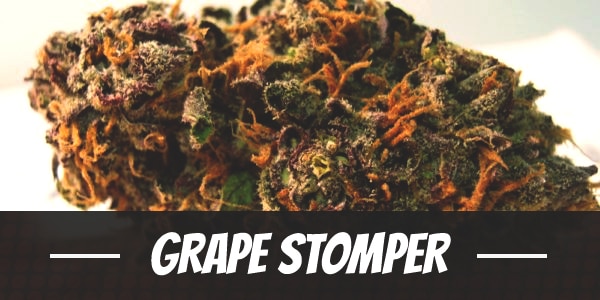 Grape Stomper