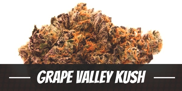 Grape Valley Kush