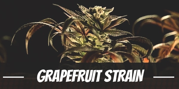 Grapefruit Strain