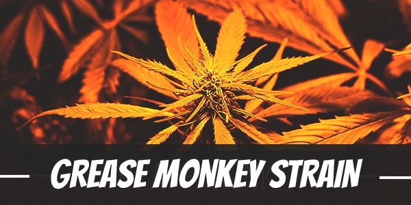 Grease Monkey Strain