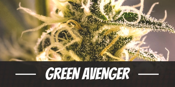 Green Avenger