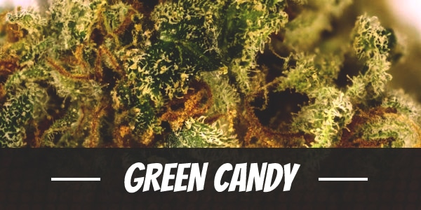 Green Candy