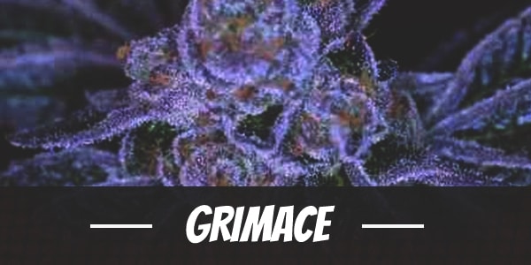 Grimace