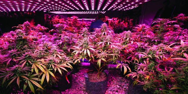 Growing Garanimals weed Strain