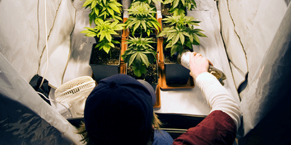 growing marijuana indoors