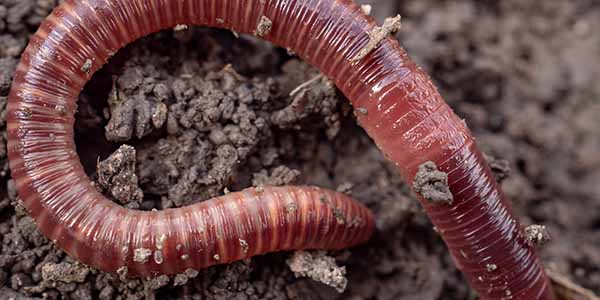 Growing marijuana using red worm castings