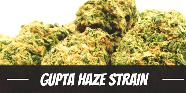 Gupta Haze weed Strain review