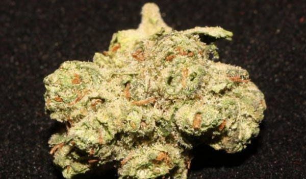 Gupta Kush Strain Effects