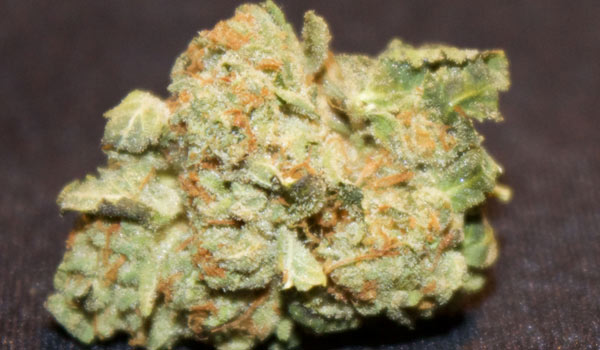 Gupta Kush Weed Strain Review and Information