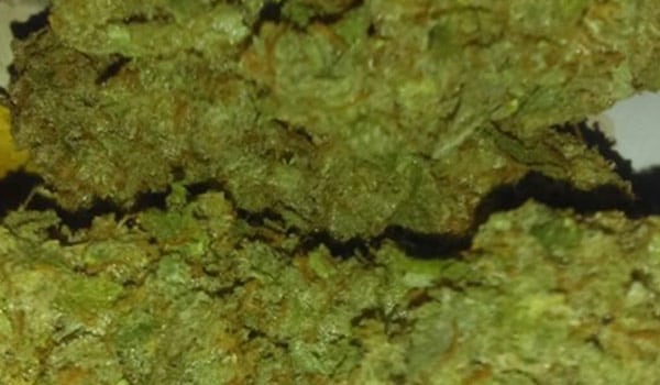 Gupta Kush Strain Medical