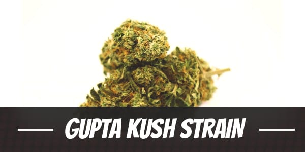 Gupta Kush Weed Strain Review and Information