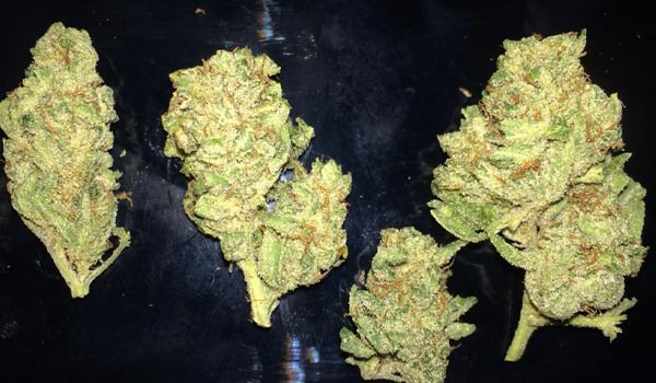 Gutbuster Strain Medical