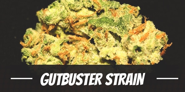 Gutbuster Strain