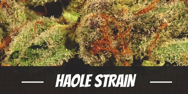 Haole Strain