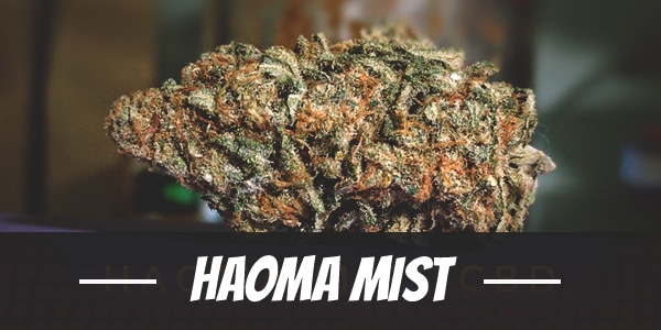 Haoma Mist