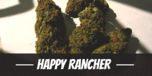 Happy Rancher