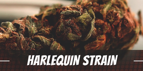 Harlequin Strain