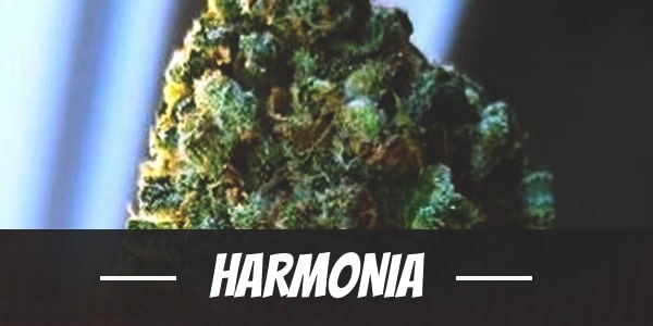 Harmonia cannabis strain review