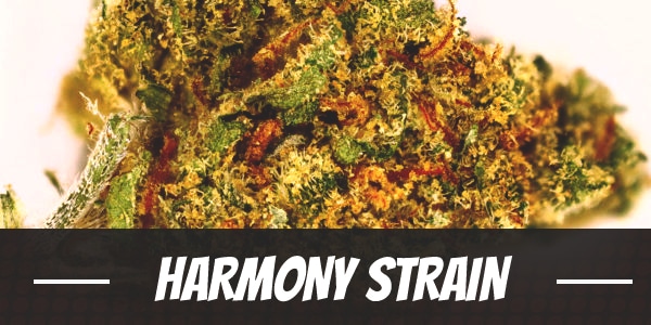 Harmony Strain