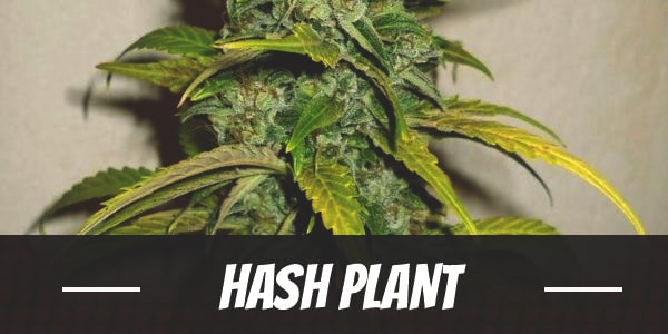 Hash Plant