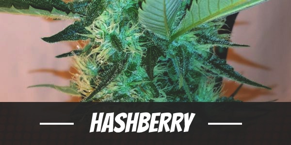 Hashberry