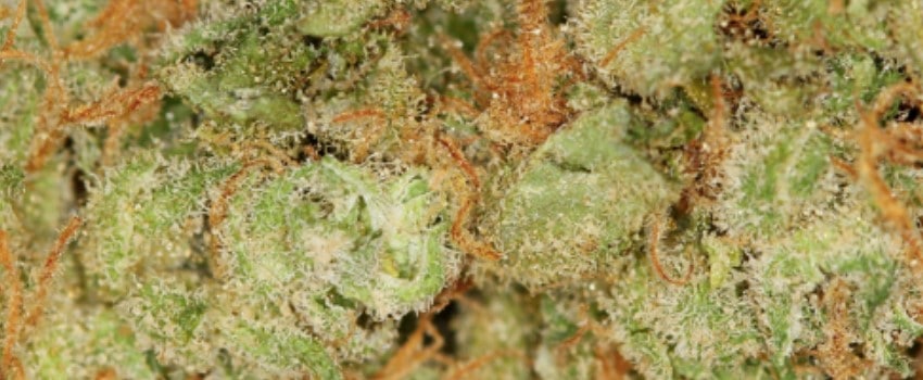 Hawaiian Dream Medical