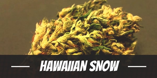 Hawaiian Snow