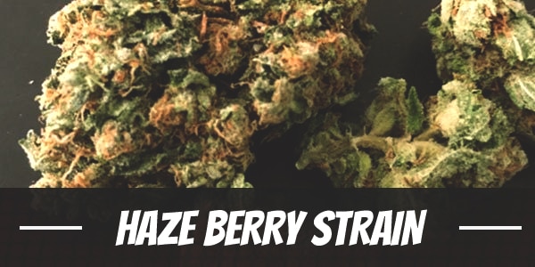 Haze Berry Strain