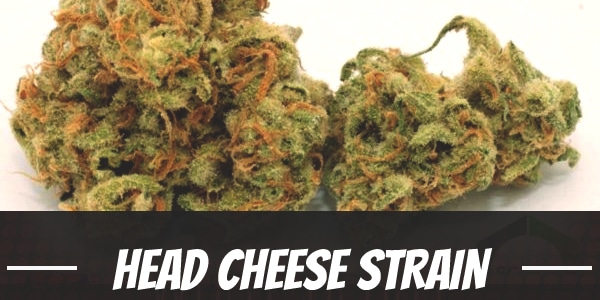 Head Cheese Strain