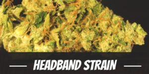 Headband Cannabis Strain Information & Review