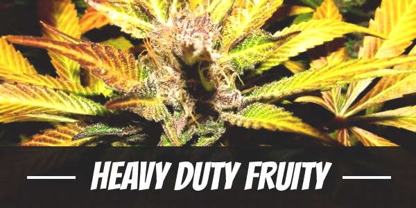 Heavy Duty Fruity