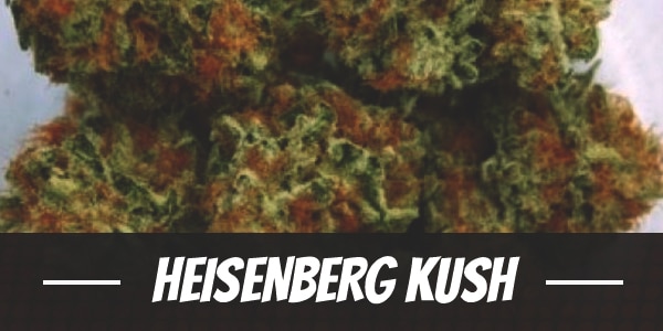 Heisenberg Kush