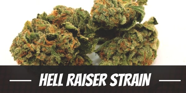 Hell Raiser Strain