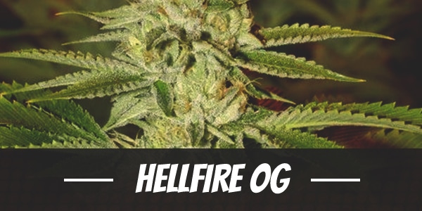 Hellfire OG