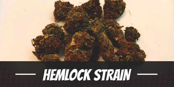 Hemlock Strain