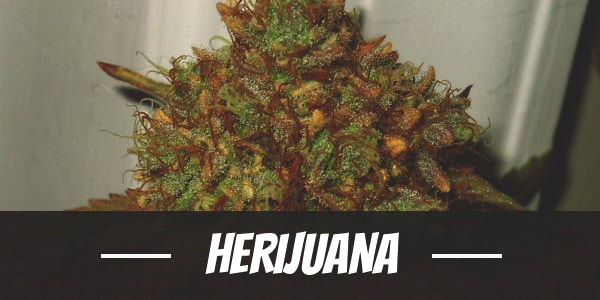 Herijuana