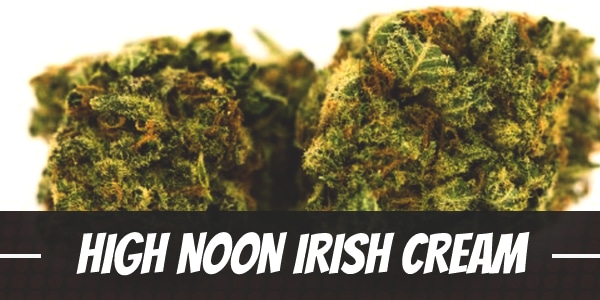 High Noon Irish Cream