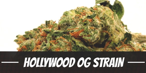 Hollywood OG Strain